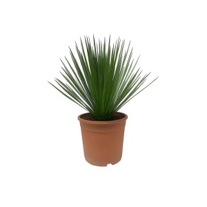 Exotenherz Palmlilie Yucca Rostrata 24cm Topf 60cm Hoch