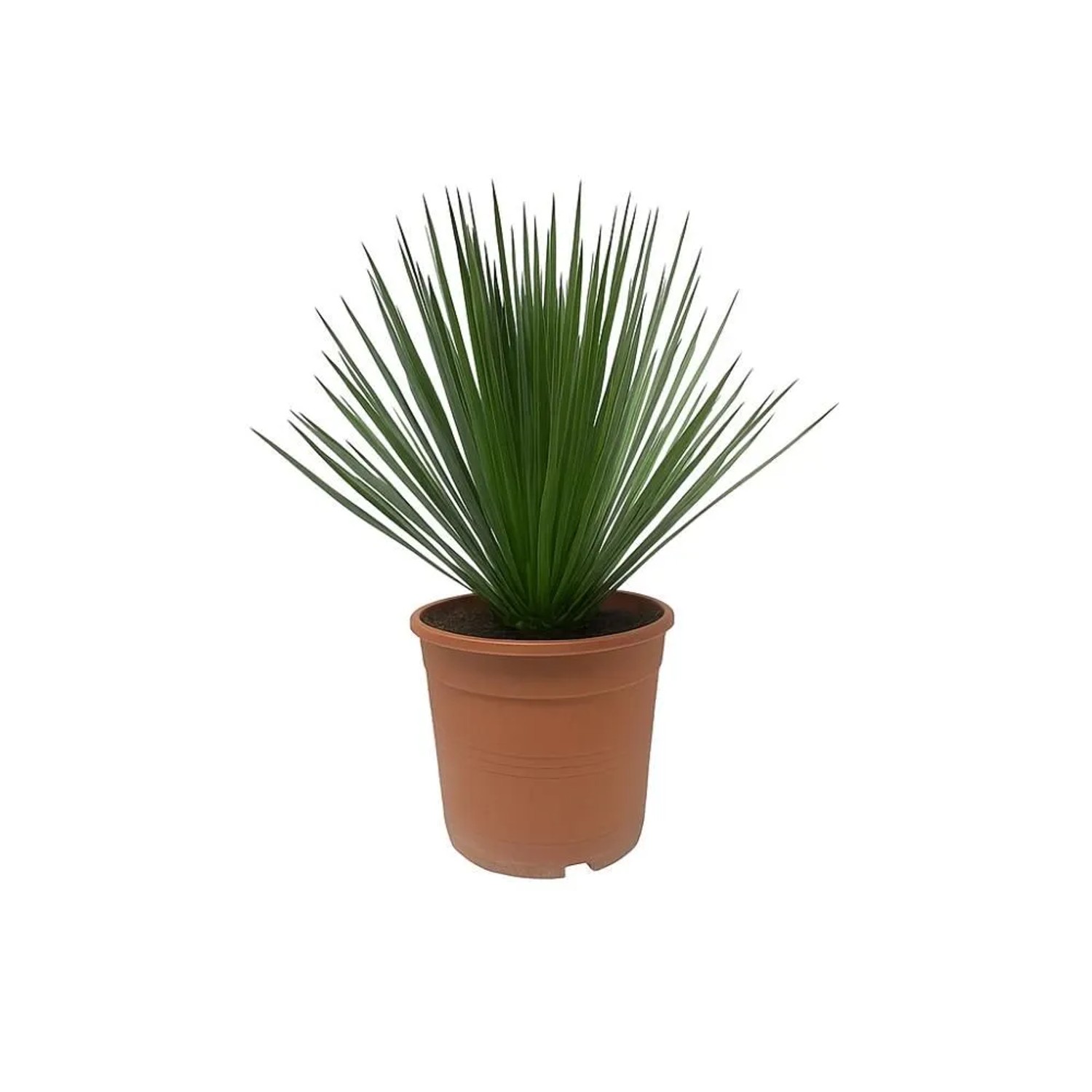 Exotenherz Palmlilie Yucca Rostrata 24cm Topf 60cm Hoch günstig online kaufen