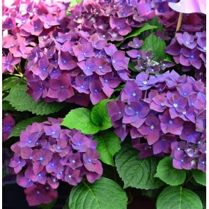 Bauernhortensie Frisbee Purple 30-40cm - Hydrangea macrophylla