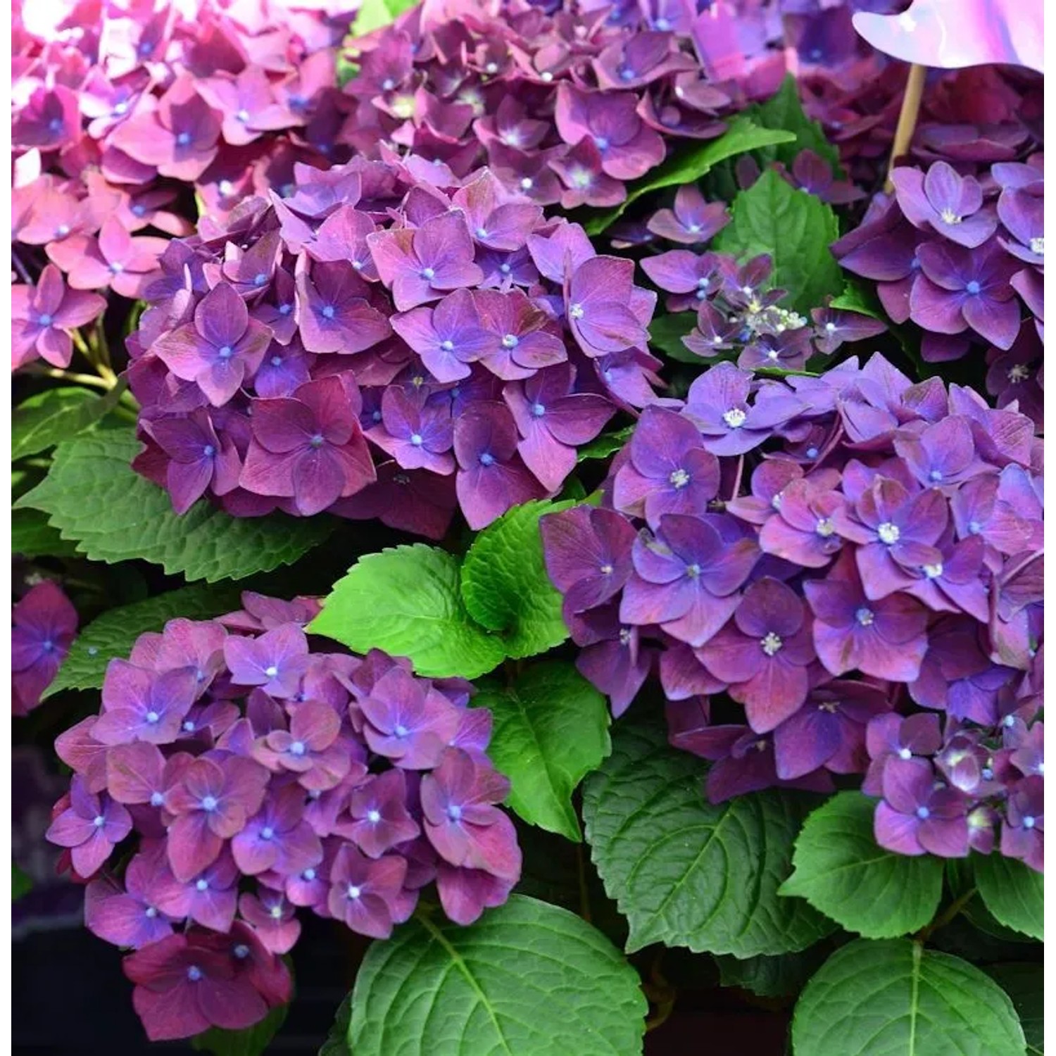 Bauernhortensie Frisbee Purple 30-40cm - Hydrangea macrophylla
