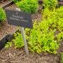 Anthrazitfarbenes Relaxdays Schiefer-Pflanzenschild "Koriander" im Kräuterbeet. Wetterfestes Gartenhilfsmittel zur Kennzeichnung.
