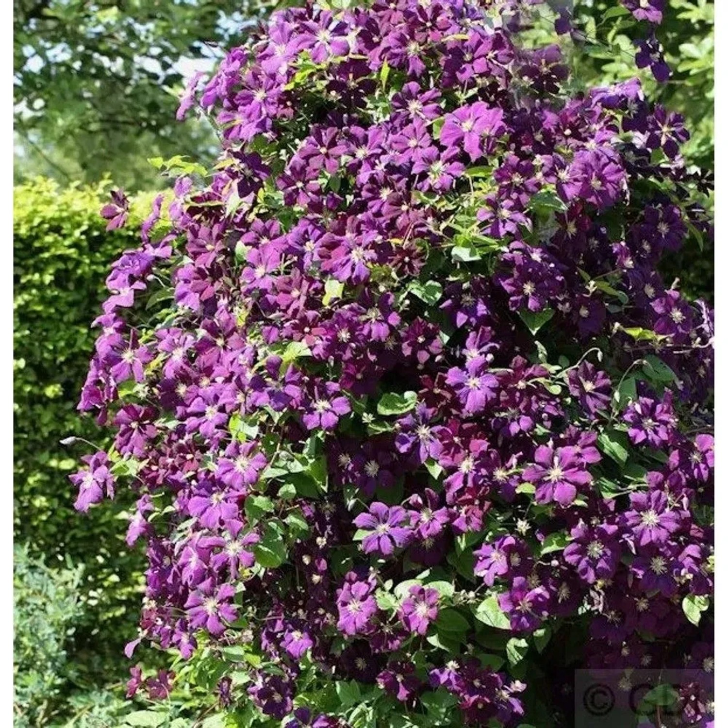 Robuste Waldrebe Etoile Violette 125-150cm - Clematis viticella