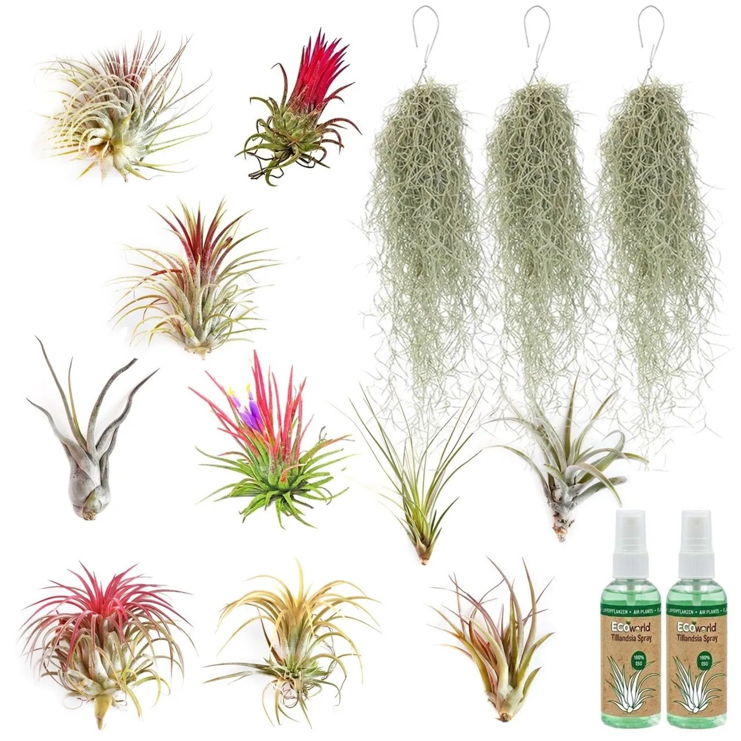 Vdvelde Tillandsia   13 Stück Inkl Spray   Luftpflanzen Ohne Erde