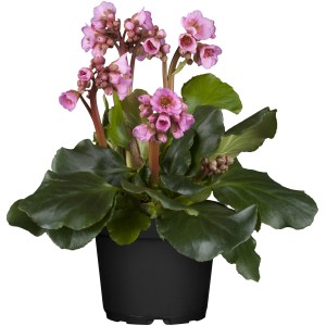 Bergenie (Bergenia cordifolia) im Topf, rosa Blüten und grüne Blätter.