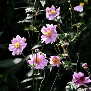 6 x Herbst-Anemone 'Prinz Heinrich' Anemone hupehensis Topf 9cm Schnittblume