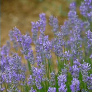 Nahaufnahme von blühendem Lavendel Hidcote Giant. Die Staude hat lilafarbene Blüten.