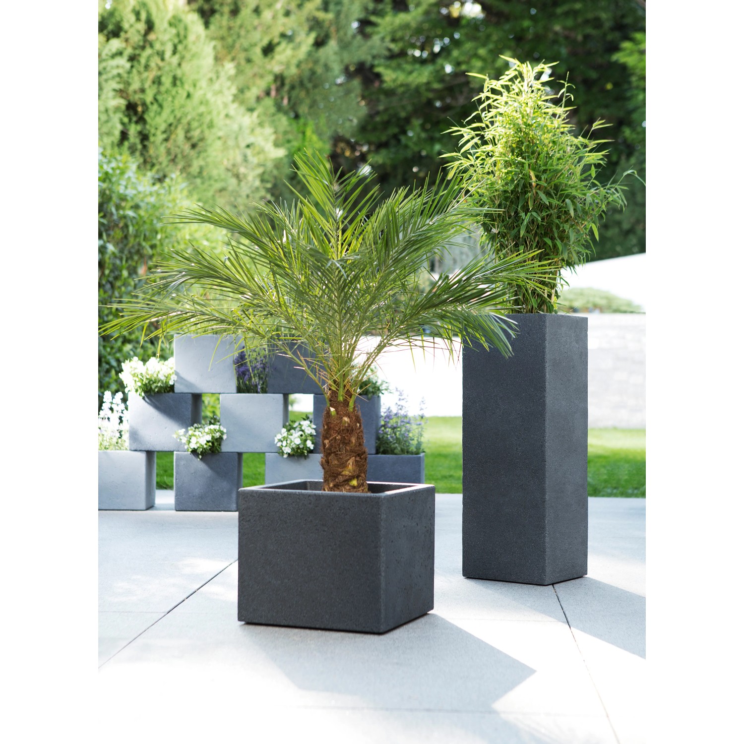 Scheurich C-Cube 240 Pflanzkübel in Stony Grey, quadratisch, mit Palme bepflanzt.