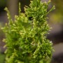 Detailaufnahme der Thuja plicata 'Aurescens' Heckenpflanze mit gelbgrünen Blättern.