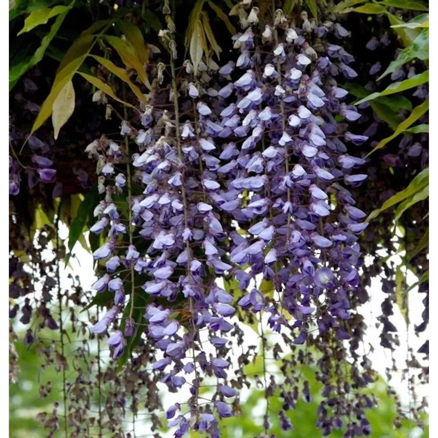 Blauregen Macrobotrys 60-80cm - Wisteria floribunda