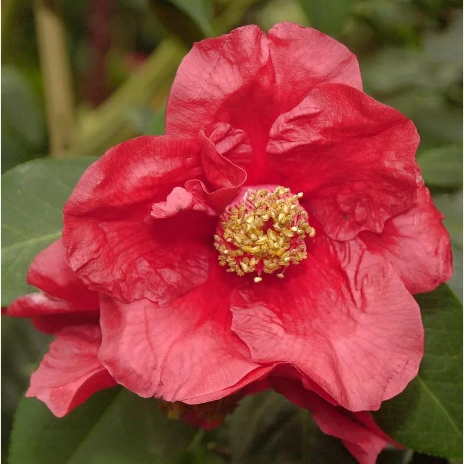 Kamelia 60-80cm - Camelia japonica