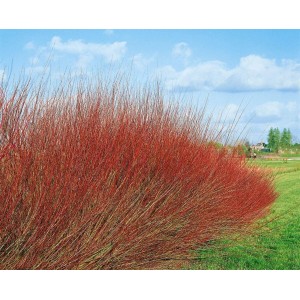 Kompakte Purpur-Weide (Salix Purpurea Nana), 40–60 cm hoch, mit roten Trieben im Garten.