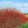Kompakte Purpur-Weide (Salix Purpurea Nana), 40–60 cm hoch, mit roten Trieben im Garten.