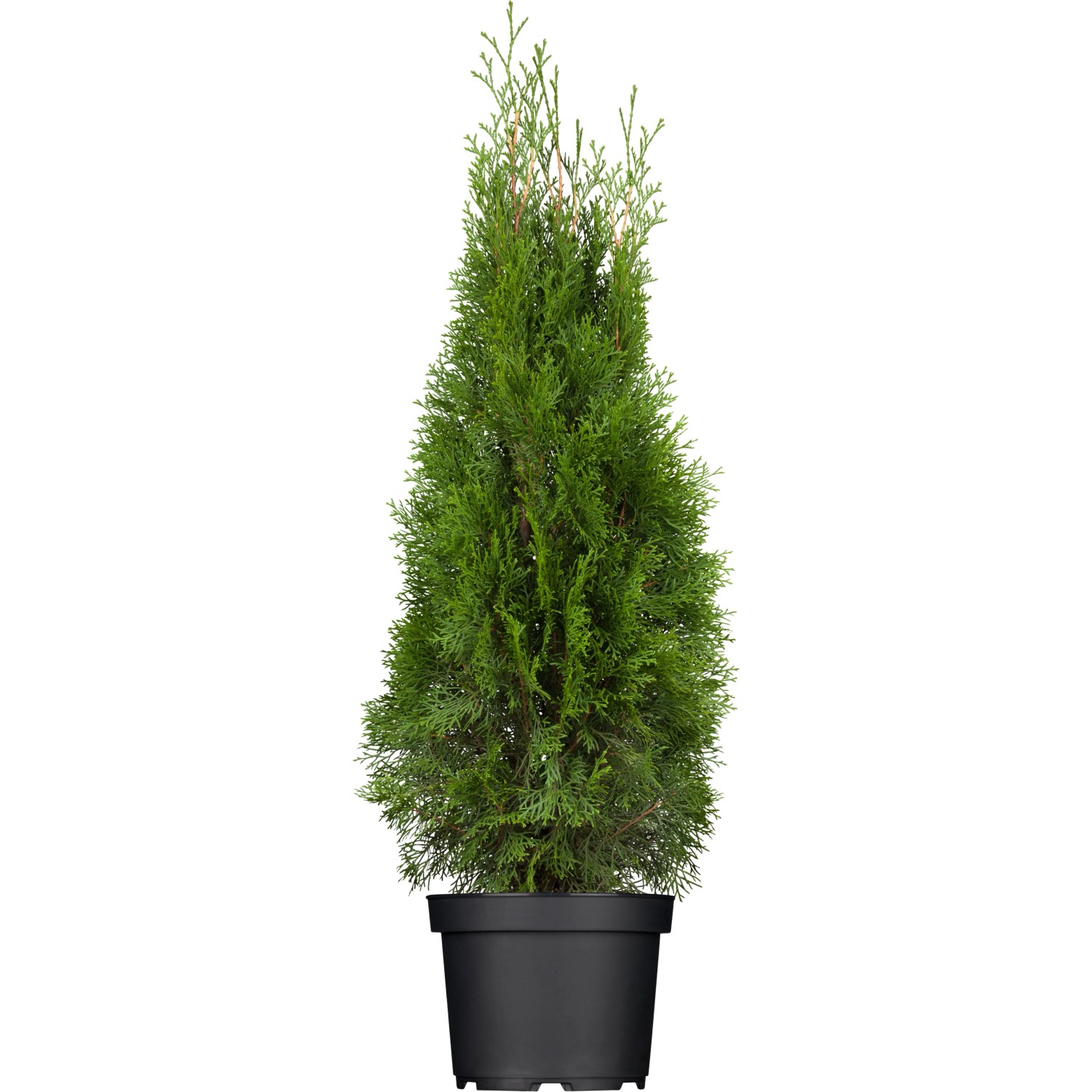 OBI Lebensbaum Smaragd Höhe ca. 60 - 80 cm Topf ca. 5 l  Thuja günstig online kaufen