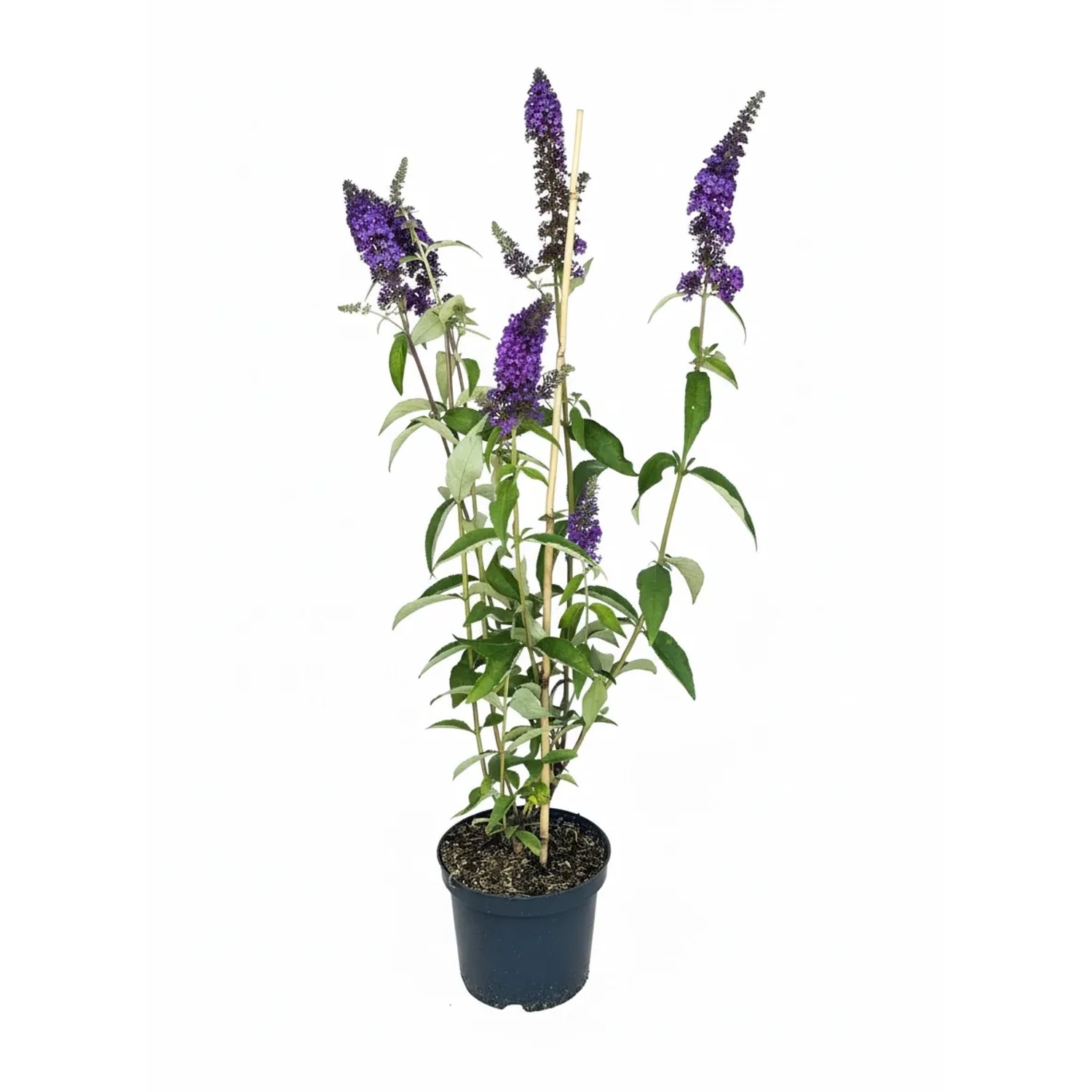 Baumfink Blauraute Prime Time als Topfpflanze 46-60cm