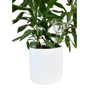 Disney Pflanzenreservoir Glas Mickey Ohren, 25 cm, im Topf. Zubehör für Pflanztöpfe.