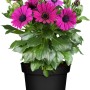 Kapkörbchen im Topf, pinke Blüten, grüne Blätter. GROW by OBI Stehpflanze.