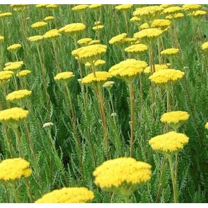 Goldschafgarbe 'Parker' (Achillea filipendulina) mit leuchtend gelben Blüten.