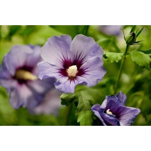 Nahaufnahme des Hibiscus Syriacus 'Marina' mit blauen Blüten und rotem Auge.