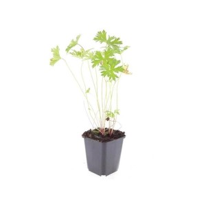 Bodendecker Storchschnabel 'Johnson's Blue' im 9cm Topf mit grünen Blättern.