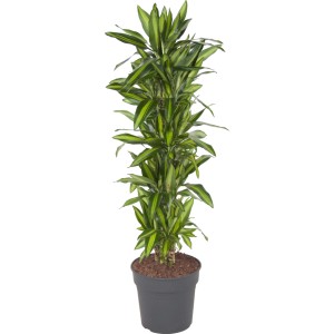 Drachenbaum 'Cintho' im Topf, ca. 150 cm hoch, mit grün-gelben Blättern.