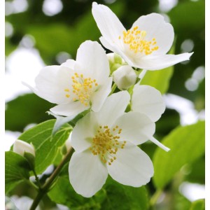 Nahaufnahme von weißen, duftenden Bauernjasmin-Blüten mit gelben Staubgefäßen.