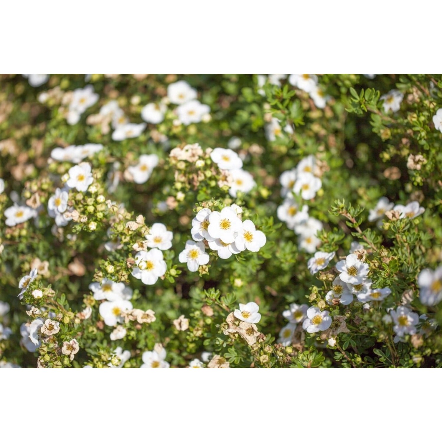Potentilla Fruticosa Bella Bianca Fingerstrauch Weiß 20–30 cm günstig online kaufen