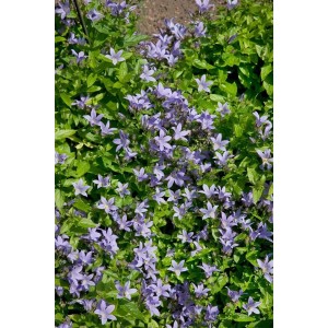 Nahaufnahme der Dolden-Glockenblume 'Pouffe' mit lavendelblauen Blüten und grünen Blättern.