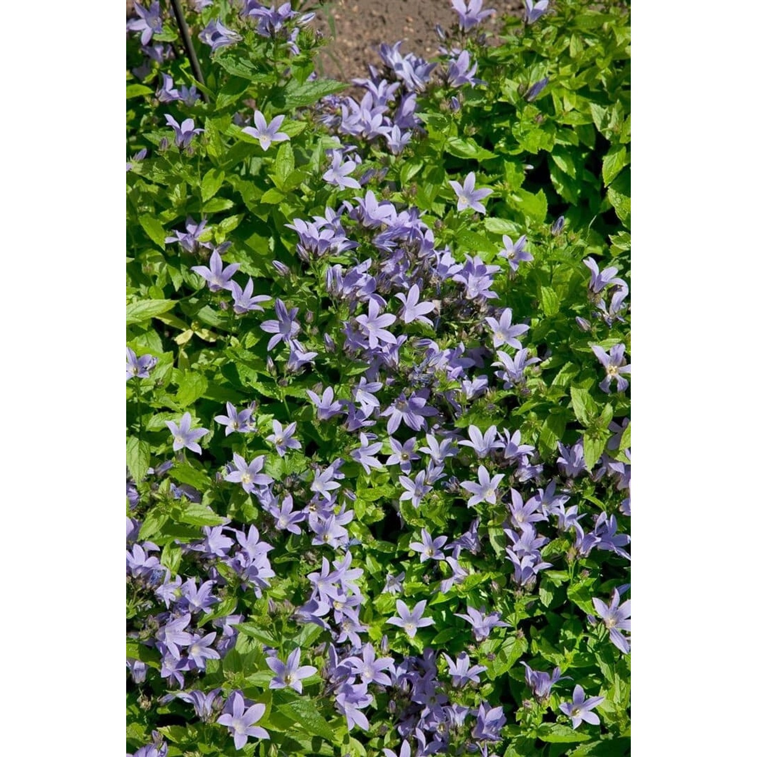 Campanula Lactiflora Pouffe Dolden Glockenblume Ca 9x9 cm Topf günstig online kaufen