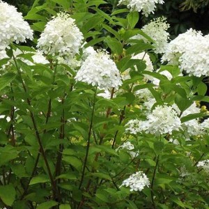 Rispenhortensie 'Grandiflora' mit weißen Blütenrispen im Garten.
