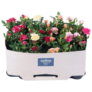 Zimmer-Rose Party Sortenauswahl im Topf, verschiedene Farben.