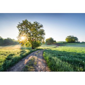 Komar Fototapete Meadow Trail: Grüner Feldweg mit Baum und Sonnenschein, 368x254 cm.