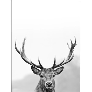 Pro Art Dekopanel: Schwarz-weißes Bild von einem Hirschkopf mit großem Geweih.
