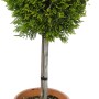 Goldene Leyland-Zypresse 'Gold Rider' im Topf, ca. 60 cm hoch. Immergrüner Baum für Garten und Terrasse.