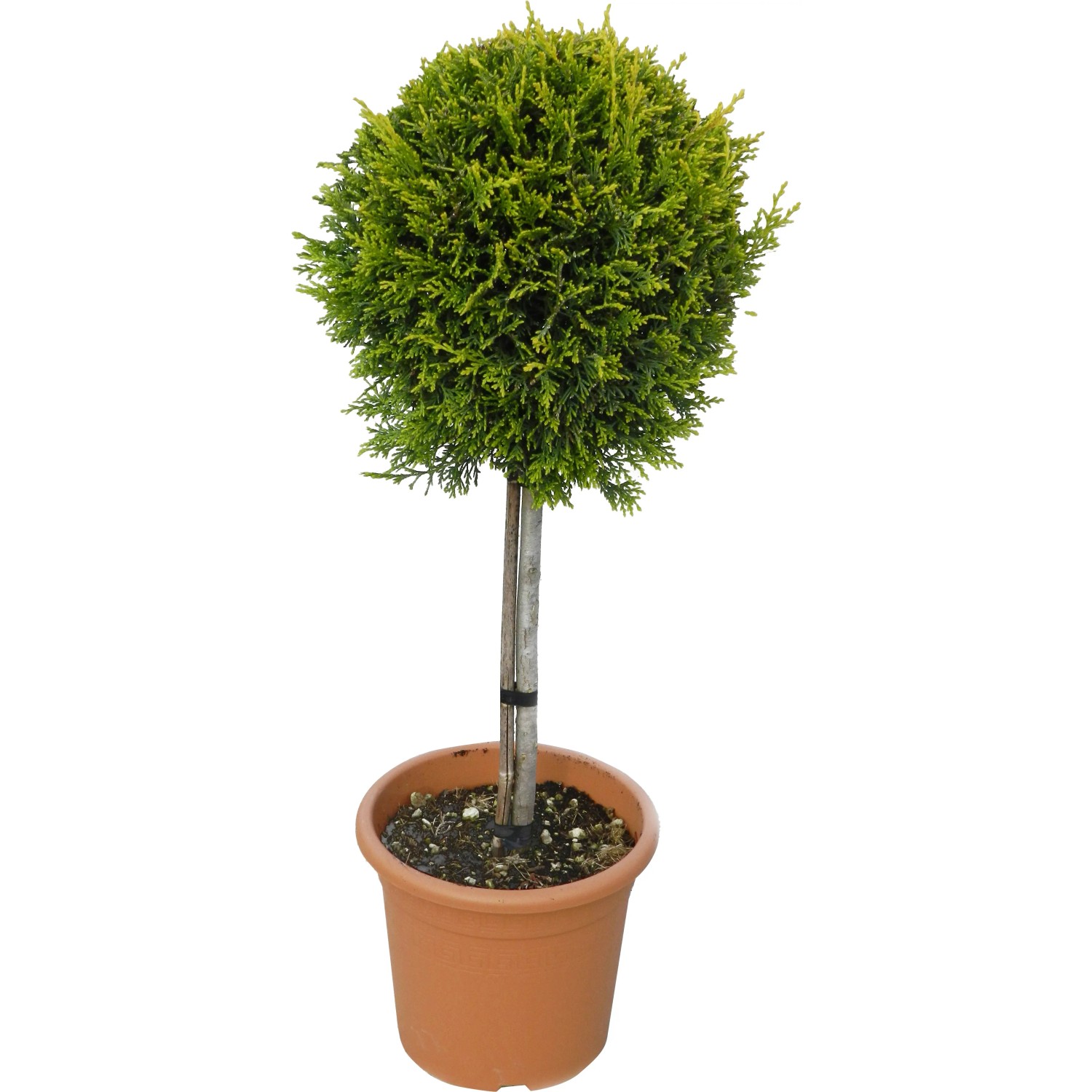 Goldene Leyland-Zypresse 'Gold Rider' im Topf, ca. 60 cm hoch. Immergrüner Baum für Garten und Terrasse.