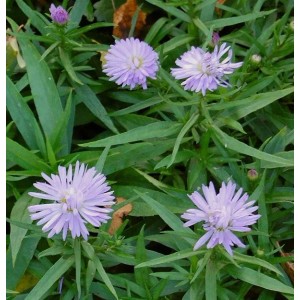Kissenaster Zwergenhimmel, Aster dumosus mit lila Blüten und grünen Blättern.