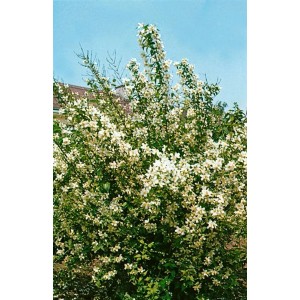 Blühender, weißer Pfeifenstrauch (Philadelphus Erectus), 100-125 cm hoch.