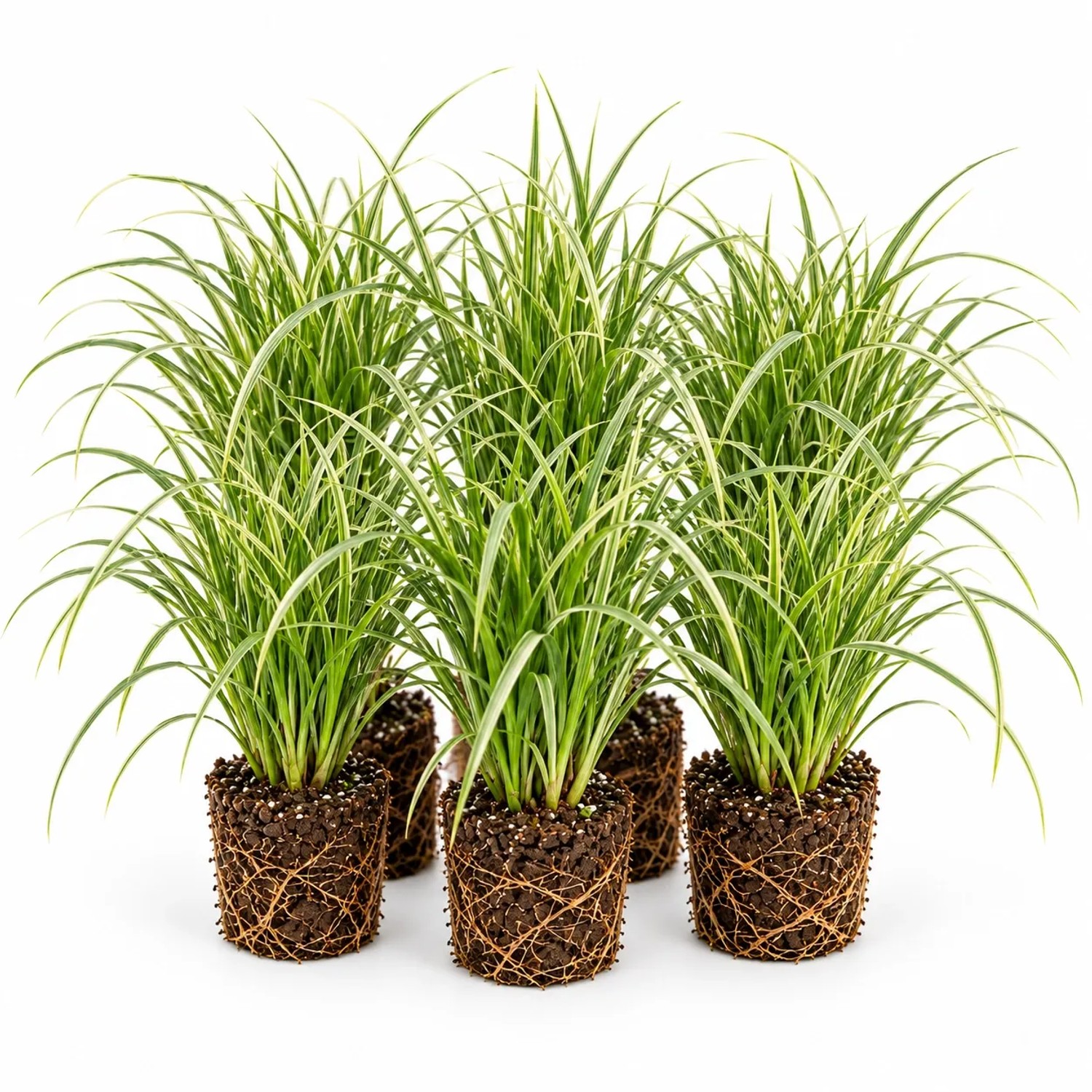 Vdvelde Segge   Carex   12 Pflanzen
