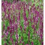 Blühender Ziersalbei 'Rose Queen' (Salvia nemorosa) im Beet, purpurrosa Blüten.