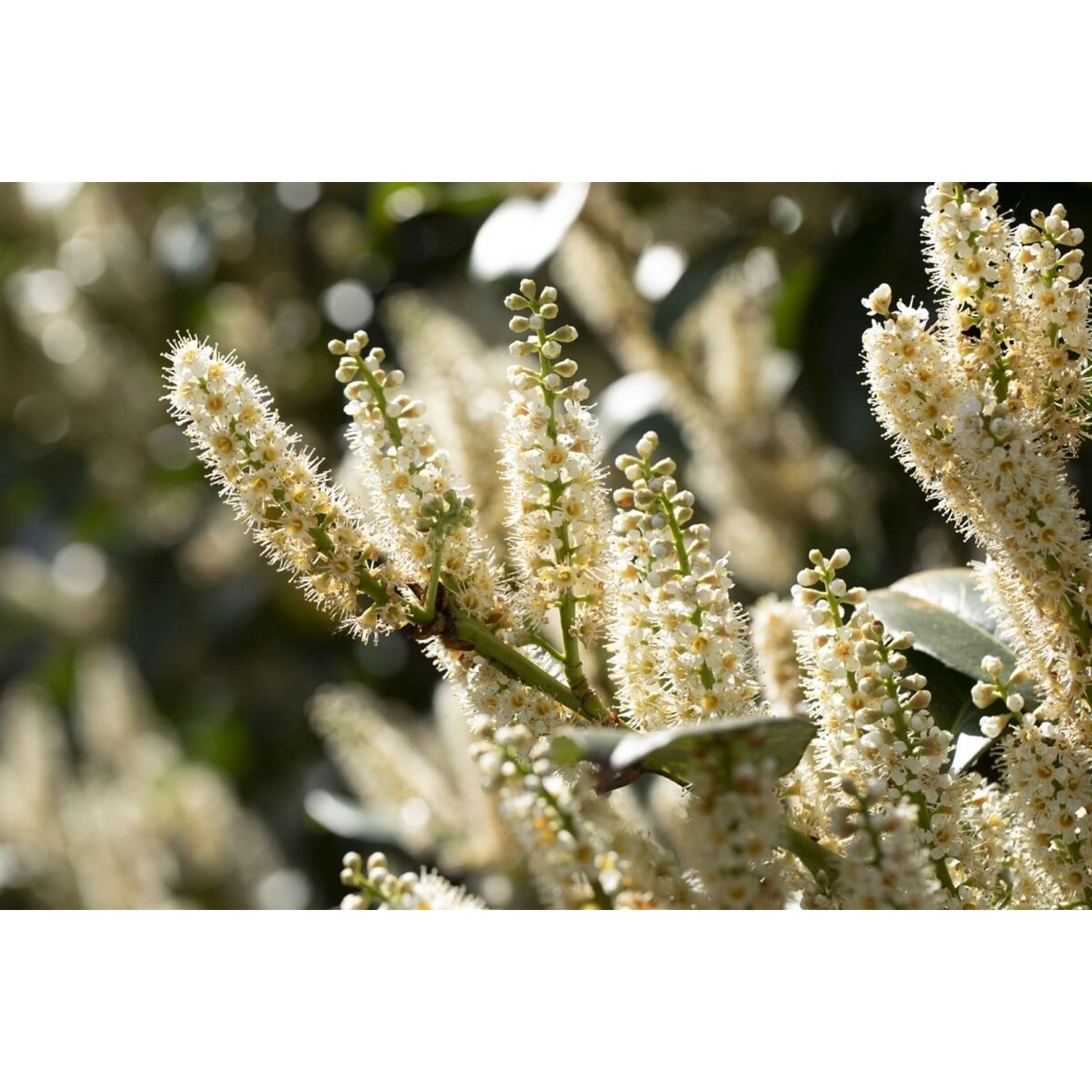Prunus laurocerasus 'Piranha' -R- 80-100 cm günstig online kaufen