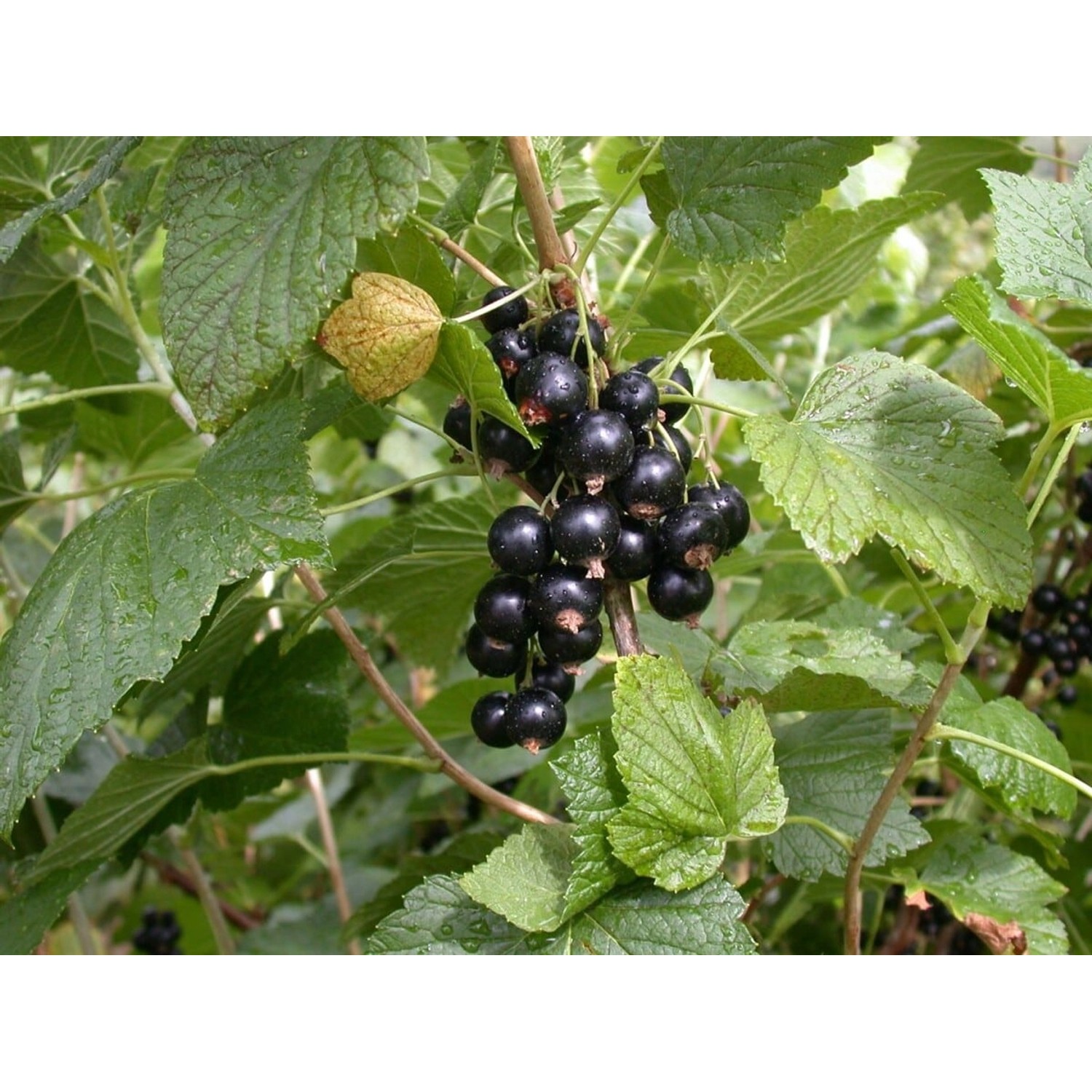 Ribes Nigrum Titania Schwarze Johannisbeere 60 Cm Stammhöhe günstig online kaufen