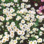 Nahaufnahme der Kissenaster 'Schneekissen' mit vielen weißen Blüten und gelber Mitte.