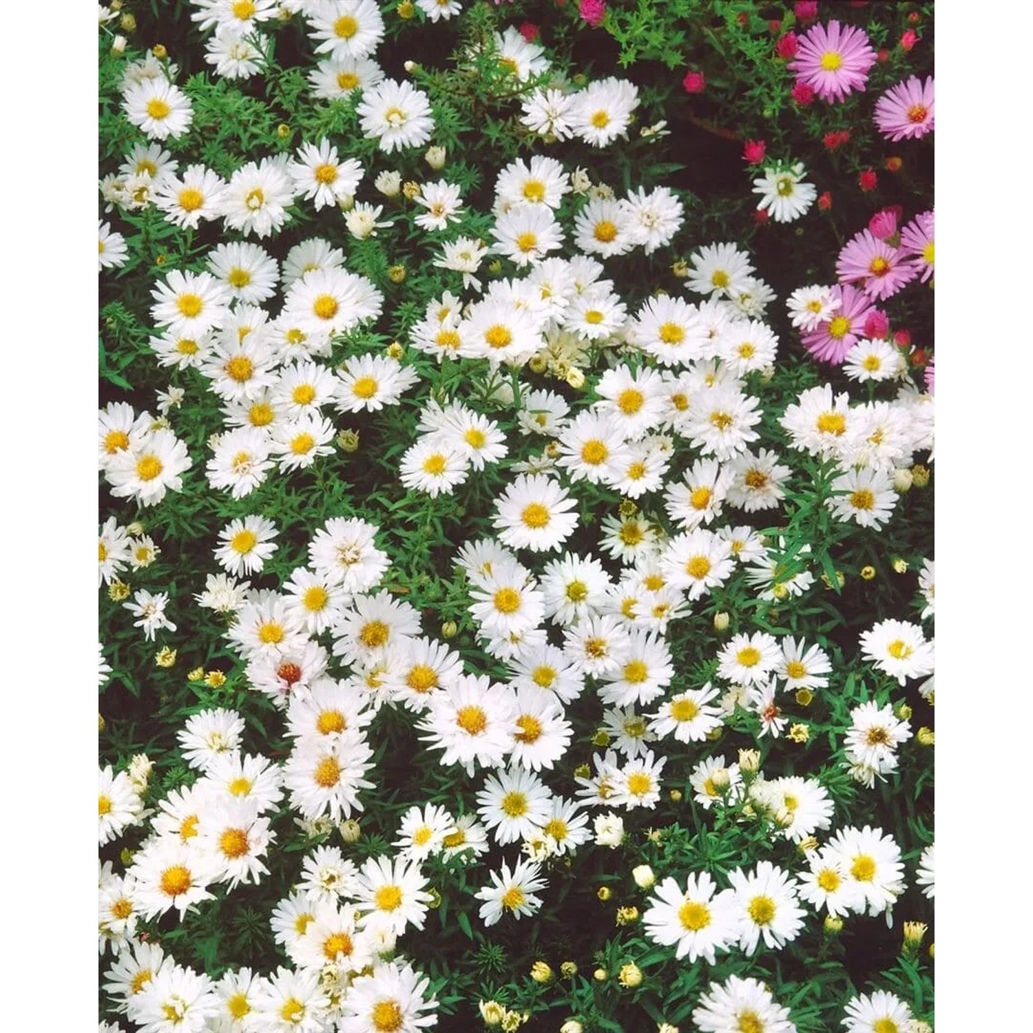 Nahaufnahme der Kissenaster 'Schneekissen' mit vielen weißen Blüten und gelber Mitte.