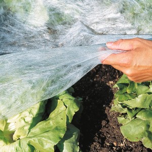 Weißes Windhager Gartenvlies (1,5x10m) schützt Salatpflanzen im Garten vor Frost und Schädlingen.