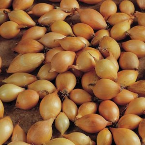 Steckzwiebeln der Sorte 'Birnförmige', 250g, für den Anbau im Garten.