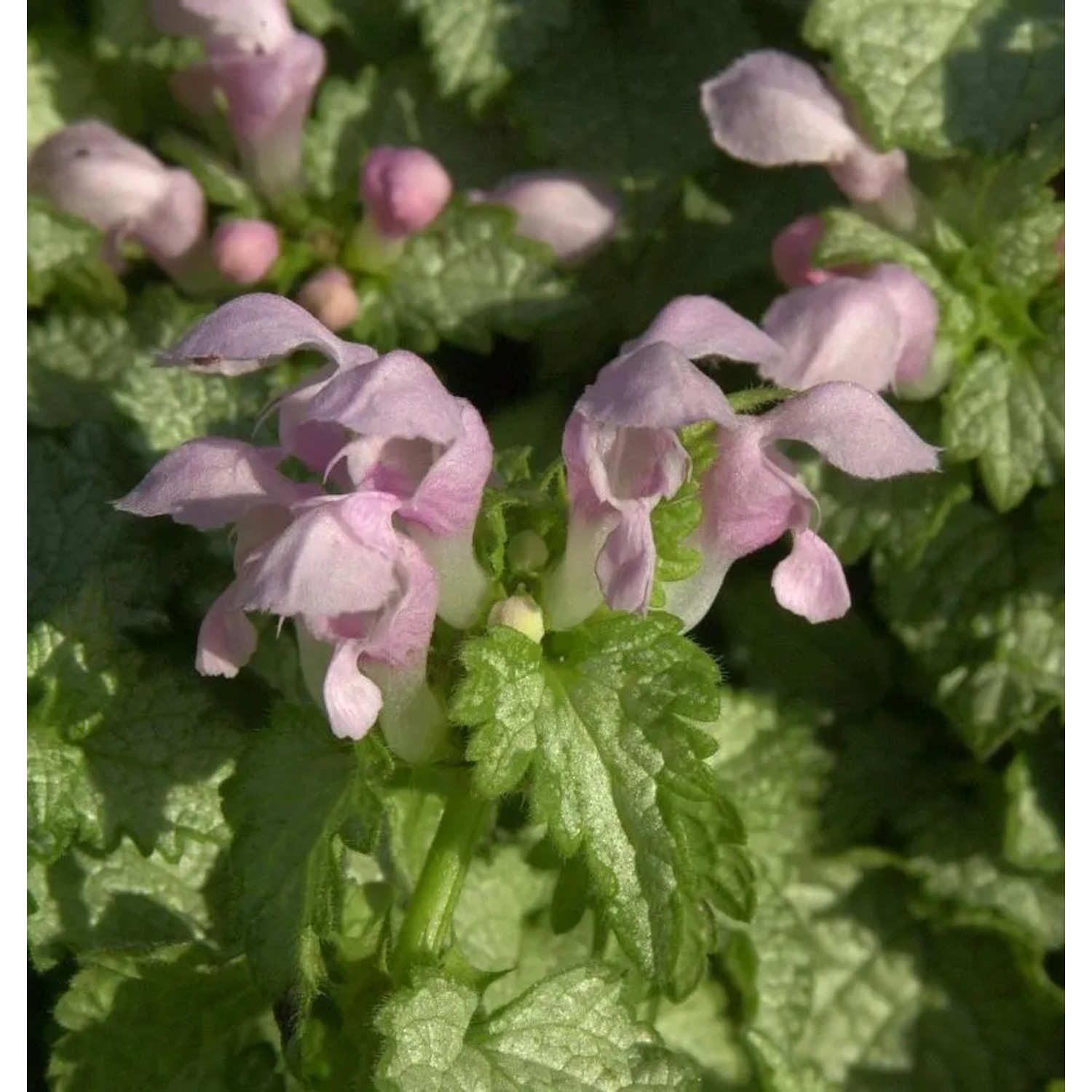Waldnessel Shell Pink - Lamium maculatum