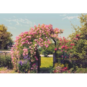 Komar Fototapete Rose Garden: Rosenbogen über einem Gartentor mit blühenden Rosen.