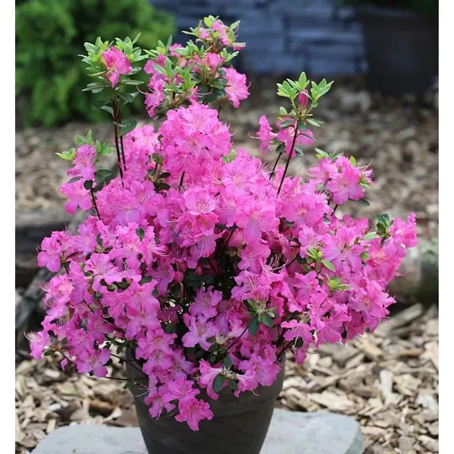 Japanische Azalee Petticoat 30-40cm - Rhododendron obtusum - Zwerg Alpenrose