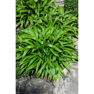 Foto einer Breitblatt-Segge (Carex plantaginea) im 9x9 cm Topf, grüne Blätter.