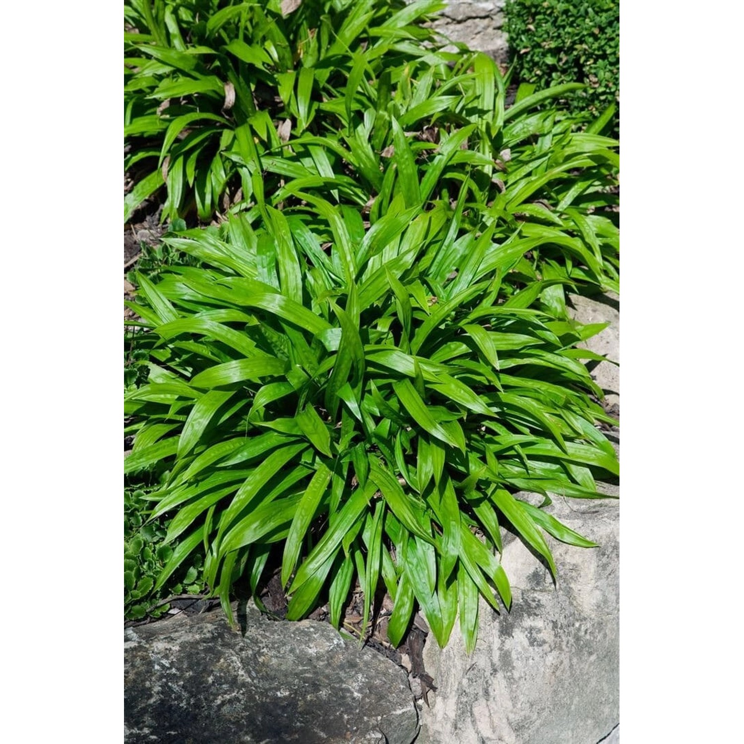 Carex Plantaginea Breitblatt-Segge Ca. 9x9 cm Topf günstig online kaufen