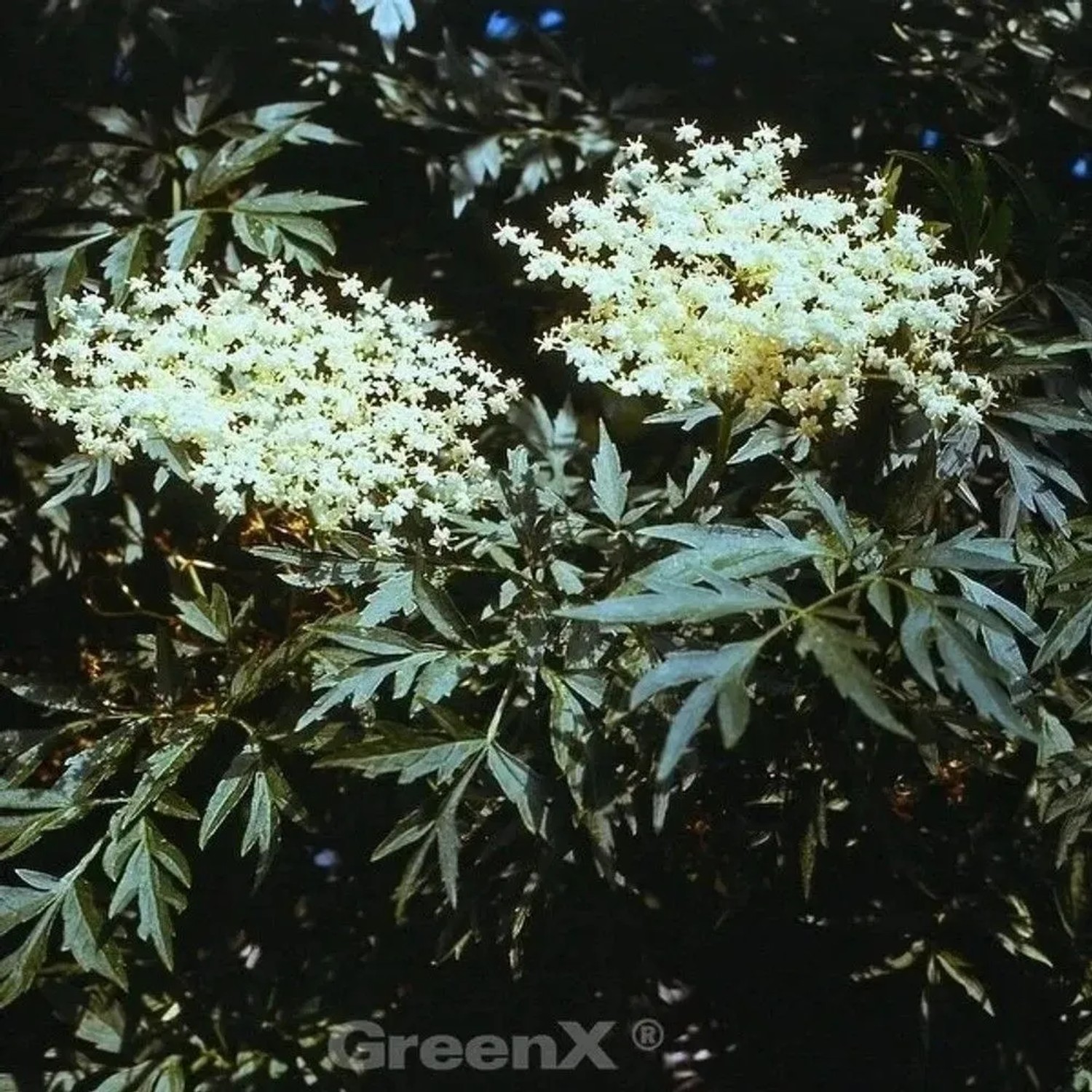 Grünblättriger Schlitz-Holunder Laciniata 60-80cm - Sambucus nigra